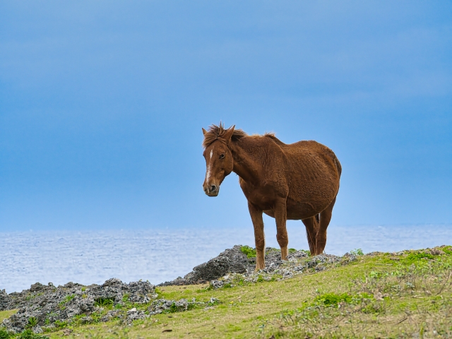 アニマルエデュ【動物の目だったらどう見える？】 画像